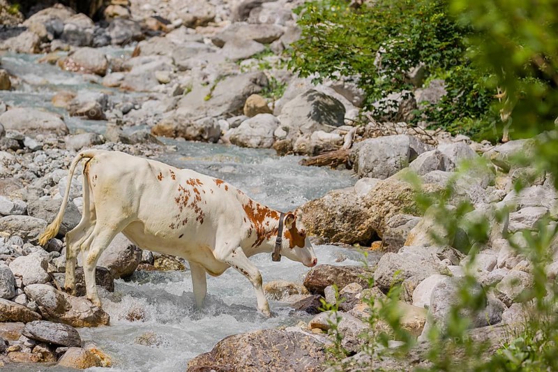 Holstein Friesian cattle crossing a creek on an alpine pasture. Eng valley, Austria, Europe