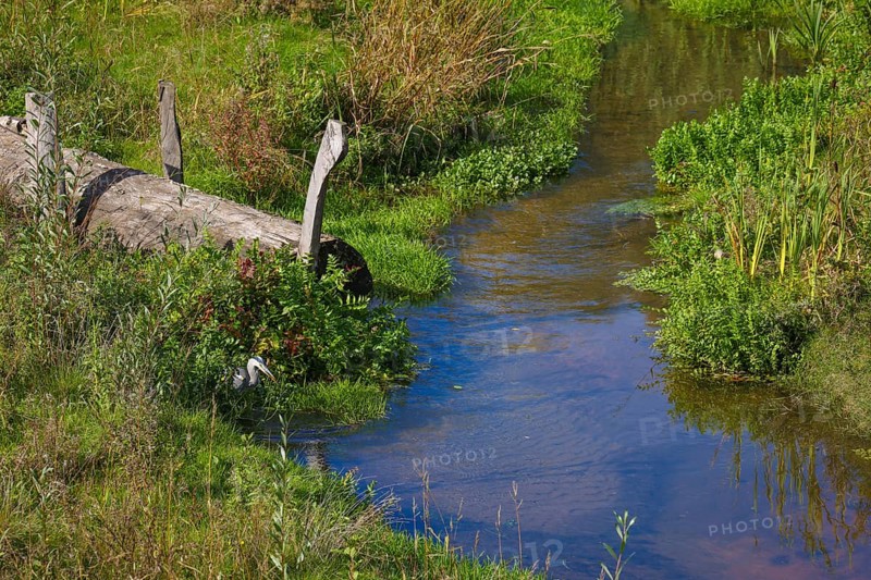 Bottrop-Gladbeck, North Rhine-Westphalia, Germany, grey heron, also known as a heron, on the renaturalised Boye, the tributary of the Emscher, was transformed into a near-natural watercourse, flood protection through newly designed flooding areas, the Boye is now free of sewage after the construction of a parallel sewer, is part of the Emscher river system and thus part of the Emscher conversion, was previously an open, above-ground wastewater channel, mixed water channel with surface water and sewage. Deadwood introduced at the front, Europe