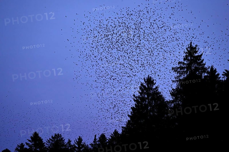 Approximately 1 million bramblings (Fringilla montifringilla), in flight over their roost at dusk, Oberaargau, Canton Bern, Switzerland, Europe