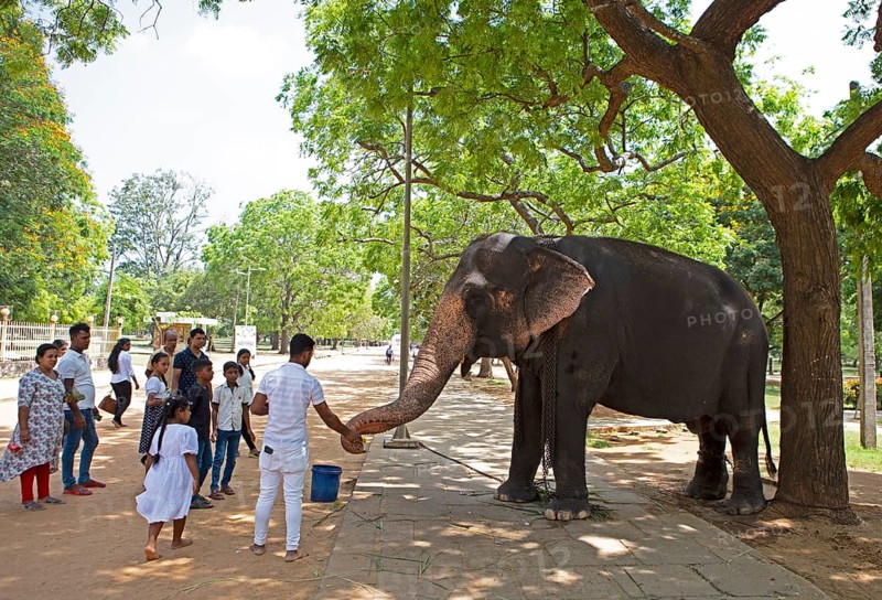 Sri Lankan pilgrims feeding the temple elephant at the Buddhist temple Ruhunu Maha Kataragama Dewalaya, Kataragama, Uva Province, Sri Lanka, Asia