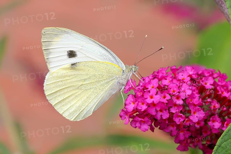 A Cabbage butterfly (Pieris brassicae) sucking nectar on a butterfly-bush (Buddleja davidii) in a natural environment in the wild, Wildlife, Insects, Butterflies, Butterflies, Winnerland, North Rhine-Westphalia, Germany, Europe