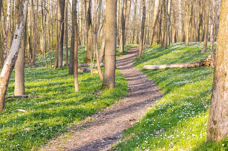 Path through the forest with flowering wood anemones (Anemone nemorosa) in spring, Petzschwitz, Lommatzsch, Saxony, Germany, Europe