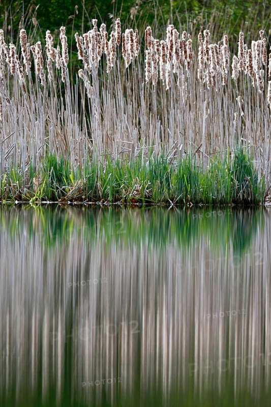 Alder quarry forest in the morning on the Peene with reflection of the trees in the water, Flusslandschaft Peenetal nature park Park, Mecklenburg-Western Pomerania, Germany, Europe
