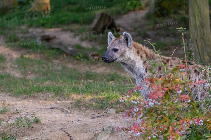 One young adult male spotted hyena (Crocuta crocuta), or laughing hyena standing behind some bushes with green vegetation in the background