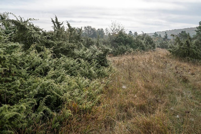 Juniper heath in autumn, common juniper (Juniperus communis), Craula juniper heath, near Craula, Thuringia, Germany, Europe