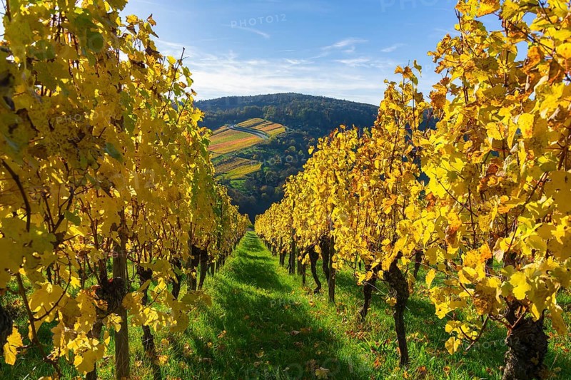 Rows of yellow vines under a blue sky along a green path, Strümpfelbach, Rems Valley, Baden-Württemberg, Germany, Europe