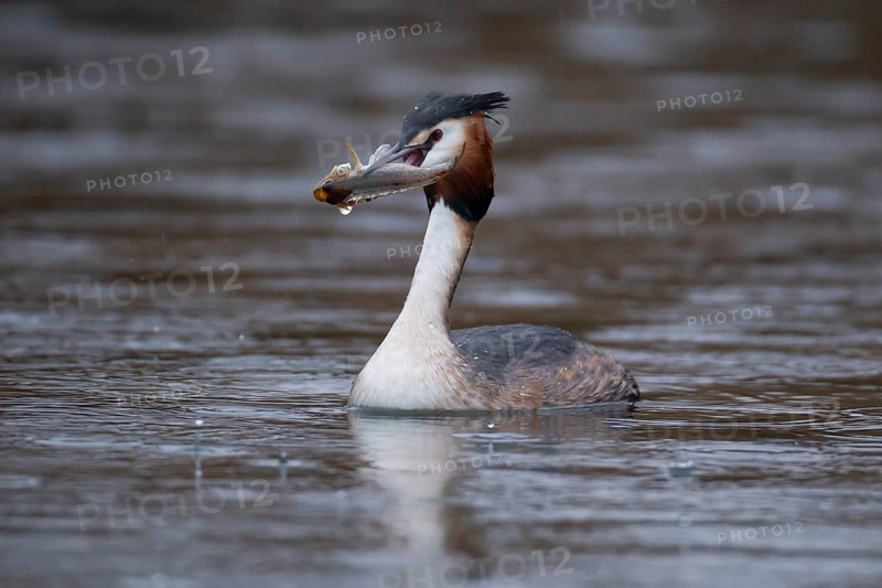Great crested grebe (Podiceps cristatus) adult bird on a lake with a Bullhead fish in its beak, England, United Kingdom, Europe