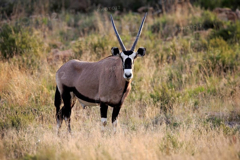 South African gemsbok (Oryx gazella), adult, foraging, alert, Mountain Zebra National Park, Eastern Cape, South Africa, Africa