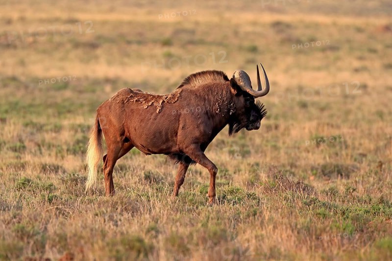 White-tailed wildebeest (Connochaetes gnou), adult, running, Mountain Zebra National Park, Eastern Cape, South Africa, Africa