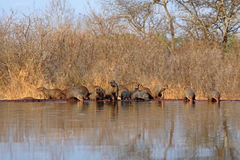 Zebra mongoose (Mungos mungo), adult, group, at the water, drinking, Kruger National Park, Kruger National Park, Kruger National Park South Africa