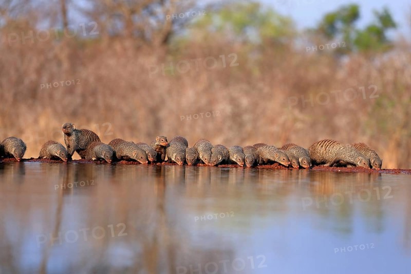Zebra mongoose (Mungos mungo), adult, group, at the water, drinking, Kruger National Park, Kruger National Park, Kruger National Park South Africa
