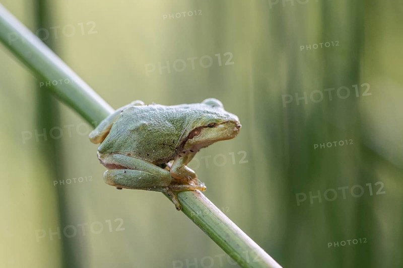 Tree frog (Hyla arborea), Lower Saxony, Germany, Europe
