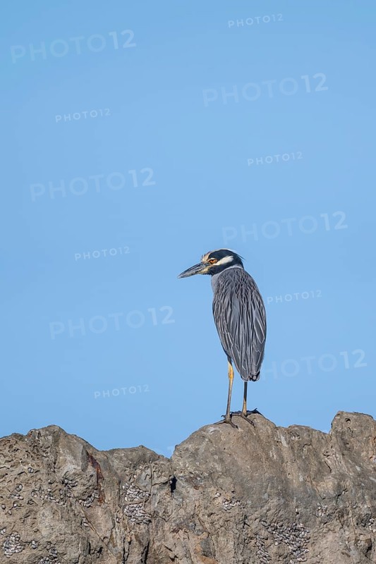 Yellow-crowned night heron (Nyctanassa violacea, Syn.: Nycticorax violaceus) sitting on stone, Costa Rica, Central America