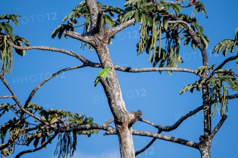 Brown hooded parrot sitting on a branch, Puntarenas province, Costa Rica, Central America