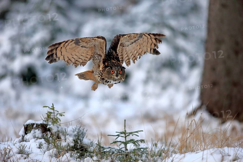 Eurasian Eagle-owl (Bubo bubo), adult flying in winter, in the snow, Zdarske Vrchy, Bohemian-Moravian Highlands, Czech Republic, Europe