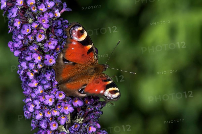 Peacock butterfly (Inachis io) on purple flowers of butterfly bush (Buddleja) in green surroundings, Baden-Württemberg, Germany, Europe
