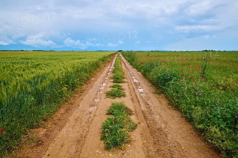 A rural country lane between green fields under a cloudy sky after a rain shower, summer, Valensole, Alpes-de-Haute-Provence, Provence-Alpes-Cote d'Azur, France, Europe