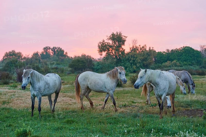A group of white Camargue horses grazing peacefully in a green meadow at sunset, Camargue, France, Europe