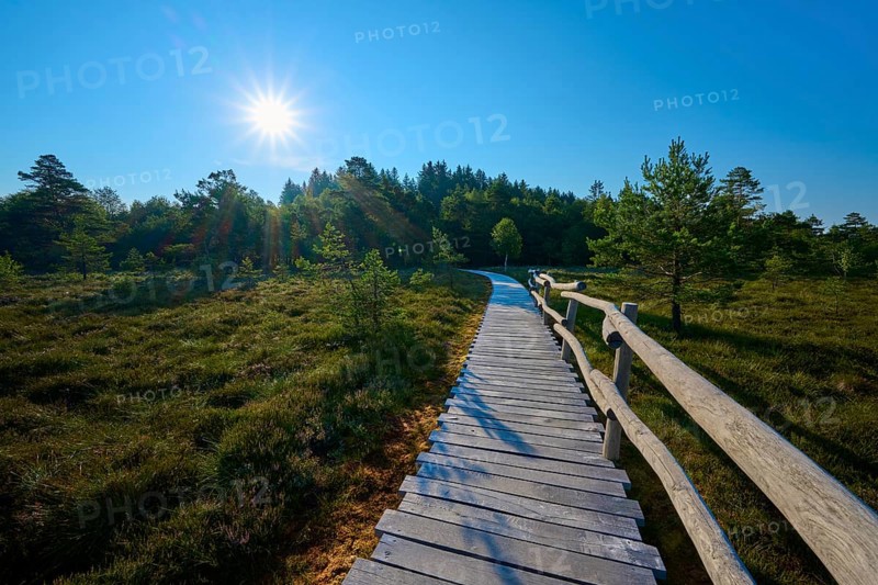 A wooden plank path leads through an idyllic moor landscape under a bright blue sky with sunshine, Schwarzes Moor, Fladungen, Rhön, Bavaria, Germany, Europe
