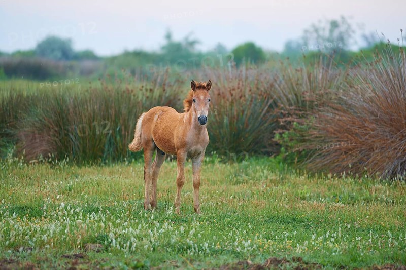 Camargue horse foal stands on the meadow and looks into the camera, Summer, Camargue, France, Europe