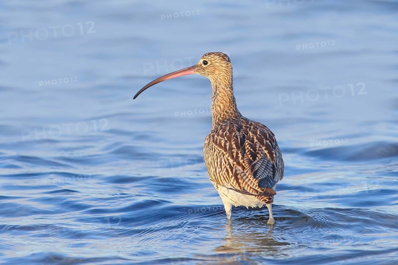Eurasian curlew, Eurasian curlew (Numenius arquata) foraging in the shallow waters of the Baltic Sea, Wildlife, Waterfowl, Baltic Sea coast, Fehmarn Island, East Holstein, Schleswig-Holstein, Germany, Europe