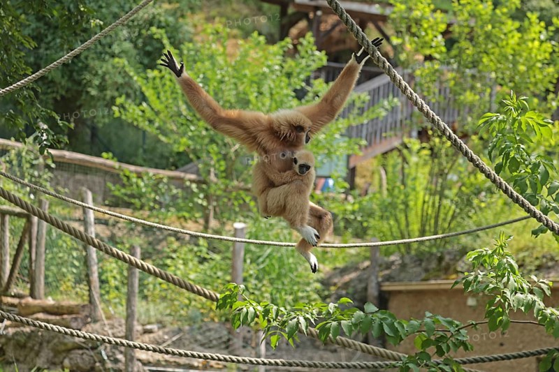 White-handed gibbon (Hylobates lar), captive