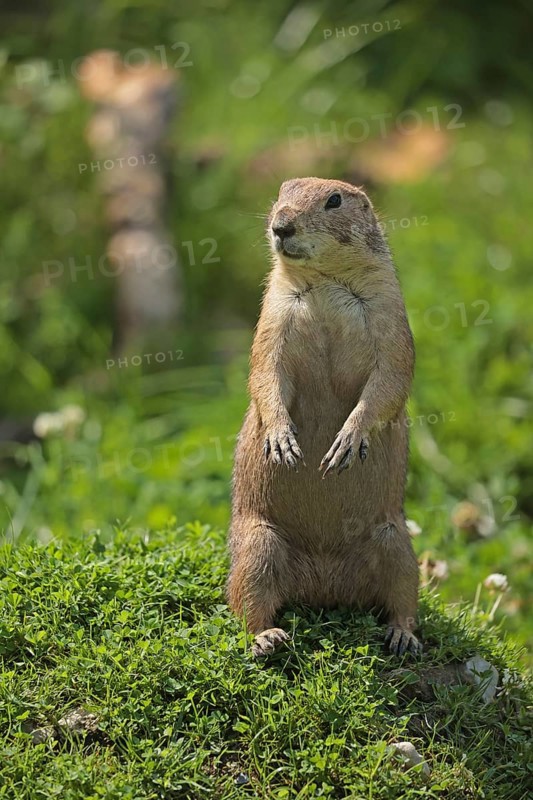 Black-tailed prairie dog (Cynomys ludovicianus), captive