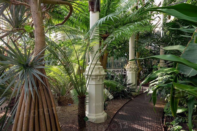 Exotic plants and cast iron columns in a lush tropical garden with light and shade effect, historic greenhouse, palm house, Botanical Garden or Botanisk Have, University, Copenhagen, Denmark, Europe