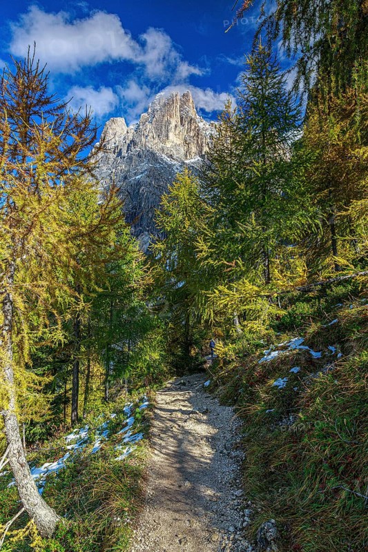 Mountain path of the Sella Group Mountain landscape in the Alps with trees and snow-covered mountain peaks in sunny weather, South Tyrol, Italy, Europe