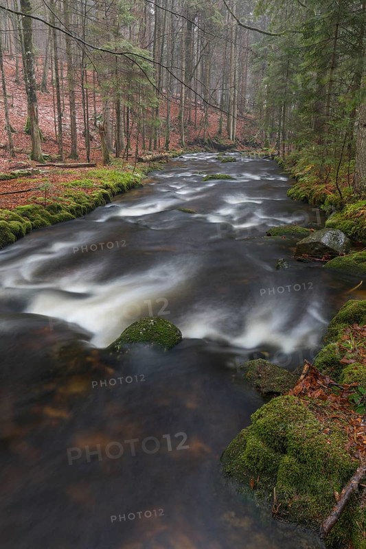 Kleine Ohe creek below Waldhaeuser village in the Bavarian Forest Nationalpark. Flowing water and fallen trees