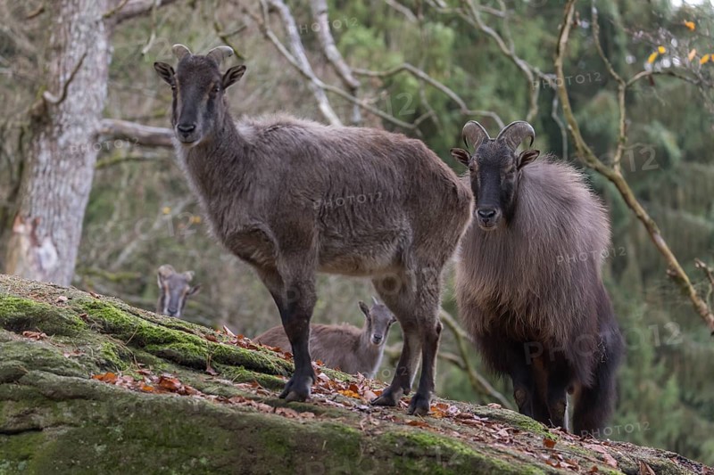 One female and one male Himalayan Tahr (Hemitragus jemlahicus) standing in a forest. Green and yellow forest in the background