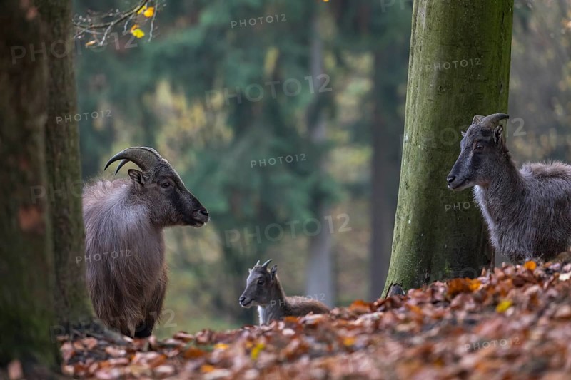 One female and one male Himalayan Tahr (Hemitragus jemlahicus) standing in a forest. Green and yellow forest in the background