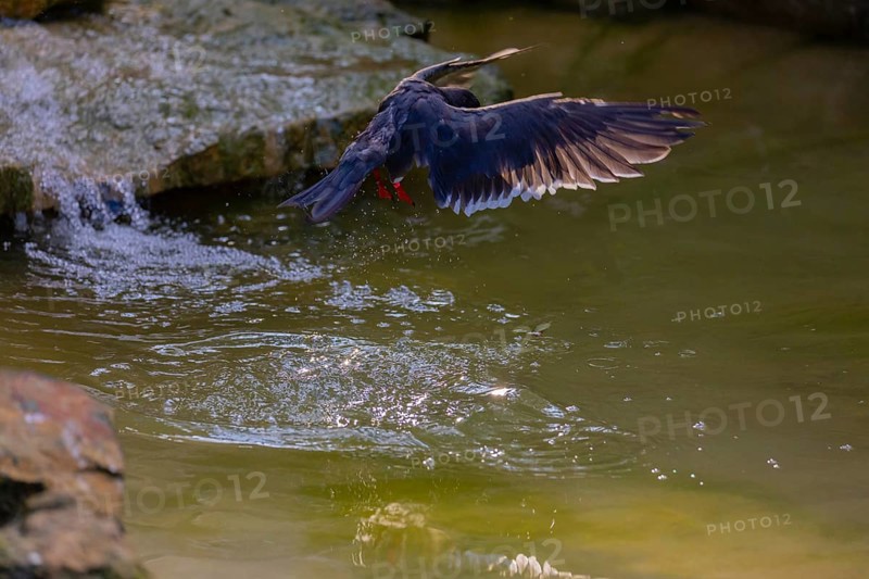 One Inca tern (Larosterna inca) going fishing hovering over the water