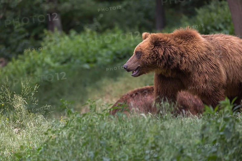 One Kamchatka brown bear (Ursus arctos piscator), walking over a meadow in a forest. Some green vegetation in the background