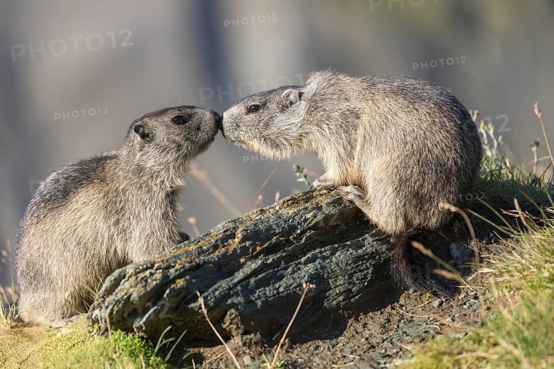 Two young Alpine Marmot, Marmota marmota, standing on a rock in early morning light. Rubbing nose to nose. Side view. Mountains in the distant background. Grossglockner high alpine road, Hohe Tauern National Park, Austria, Europe