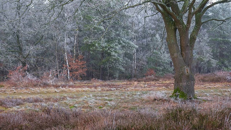 View of oak frozen with hoarfrost standing on an open space at the edge of a path, landscape photo, nature photo, flora, fauna, landscape format, trees, grasses, forest area, winter, snow, ice, frost, cold, season, cosy, Neustadt am Rübenberge, Hanover region, Lower Saxony, Germany, Europe