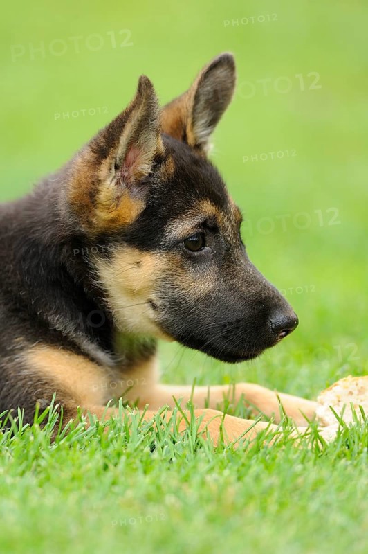 A German Shepherd puppy lies attentively on green grass, German Shepherd, Shorthair