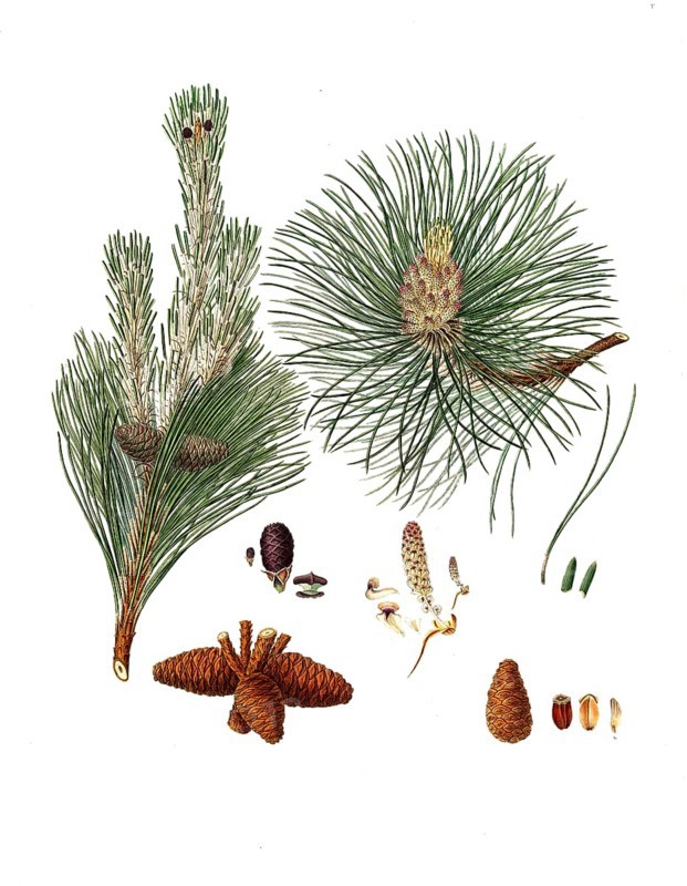 Pinus resinosa, Pinus resinosa, Pitch pine, tree, digitally enhanced reproduction of an original by Aylmer Bourke Lambert (1761 - 1842), English botanist, published around 1810