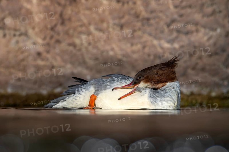 Goosander (Mergus merganser), female, preening, captive, Alpine Zoo, Innsbruck, Tyrol, Austria, Europe