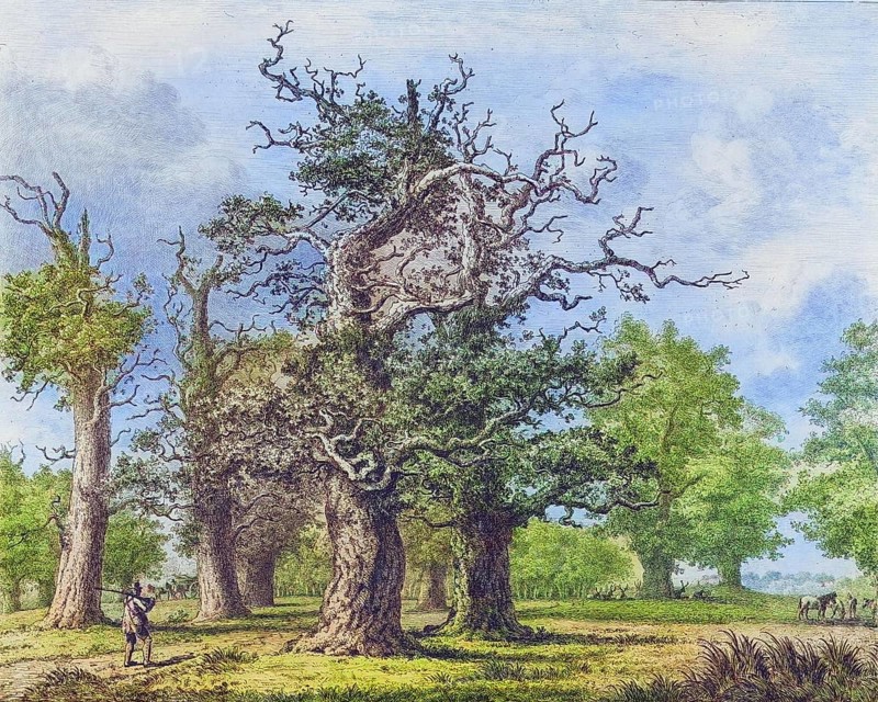 Famous old trees, The Oaks of Burley, called the 12 Apostles (1826), parish in the New Forest, Hampshire, England, Historical, digitally restored reproduction from a 19th century original, coloured, Record date not stated