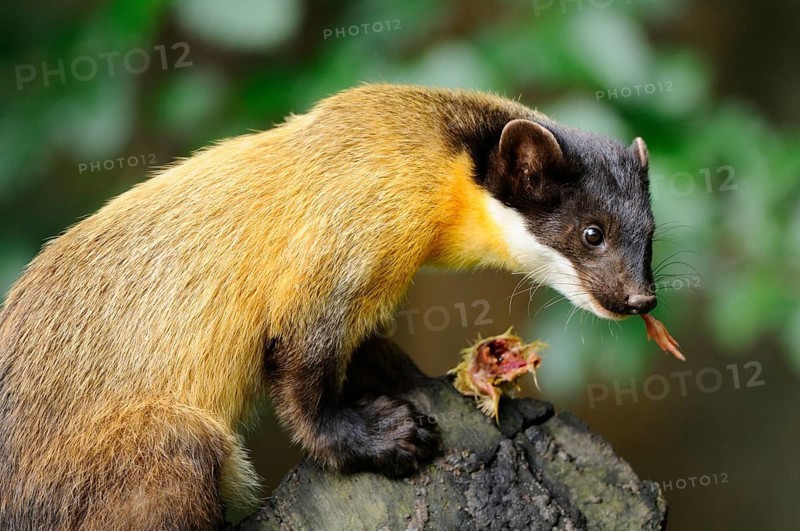A marten on a tree trunk holds something in its mouth and looks to the side, coloured marten, Charsas (Martes flavigula), captive