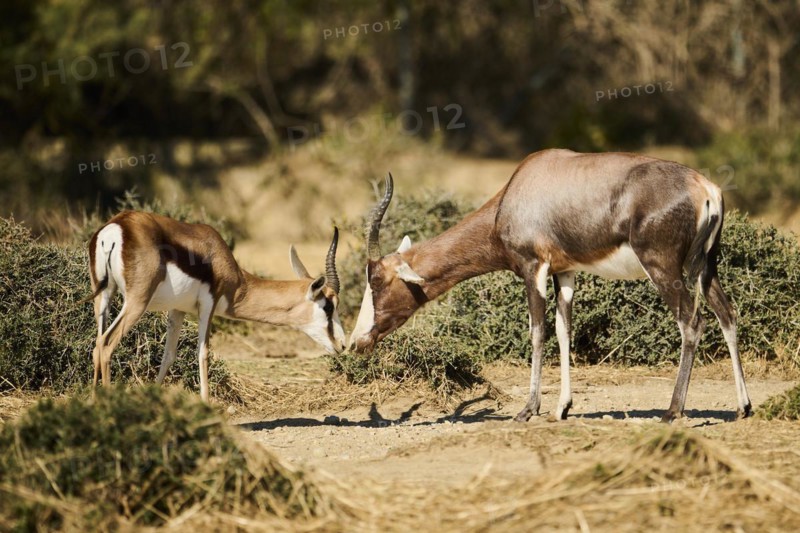Springbok (Antidorcas marsupialis) and Bontebok (Damaliscus pygargus), standing in the dessert, captive, distribution Africa