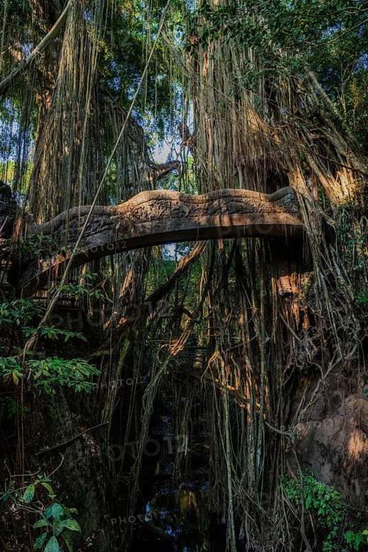 Bridge in the jungle, lianas in the jungle, Sacred monkey forest, Ubud, Bali, Indonesia, Asia