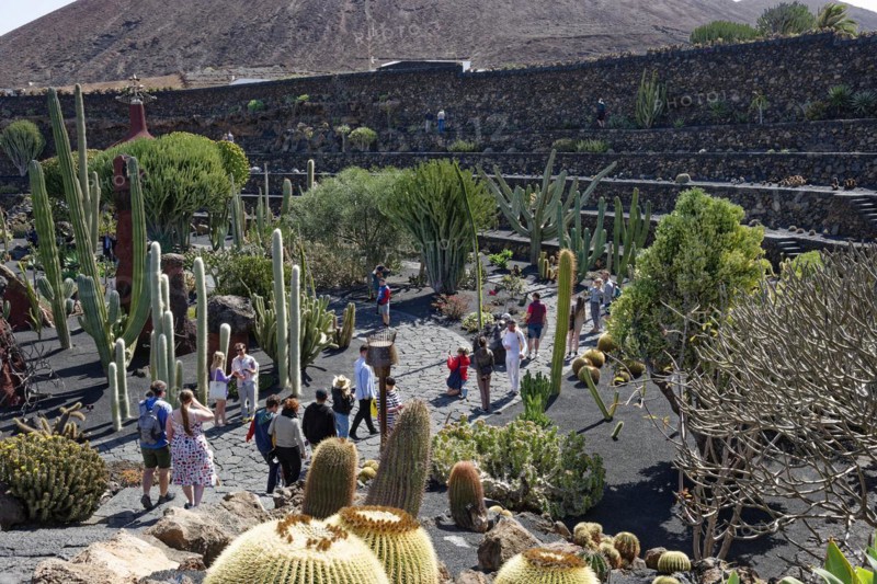 Cactus garden, Jardin de Cactus, designed by the artist César Manrique, Lanzarote, Canary Islands, Canary Islands, Spain, Europe