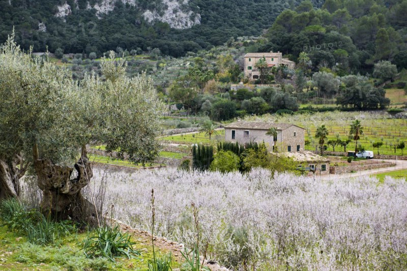 Flowering almond tree (Prunus dulcis), near Valdemossa, Serra de Tramuntana, Majorca, Balearic Islands, Spain, Europe