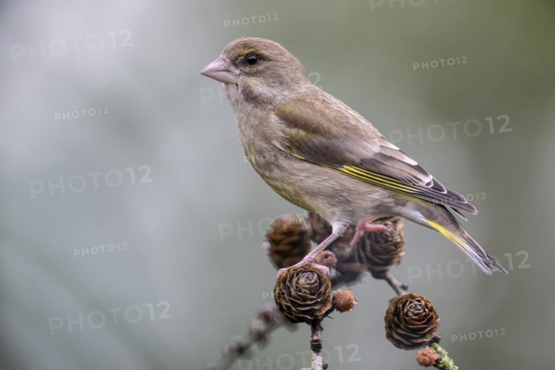 European greenfinch (Carduelis chloris), Emsland, Lower Saxony, Germany, Europe