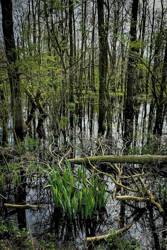 Ochsenmoor nature reserve, flooded, water, flood, climate, climate change, forest, moor, heavy rain, groundwater, groundwater level, water level, landscape, forest landscape, Hüde, Lake Dümmer, Germany, Europe