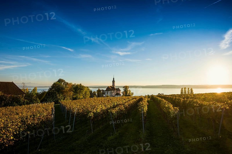 Pilgrimage church Birnau with vineyards in autumn, sunset, Uhldingen-Mühlhofen, Lake Constance, Baden-Württemberg, Germany, Europe
