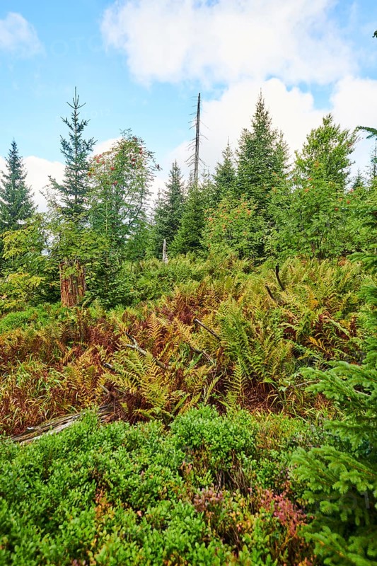 Vegetation with Norway spruce (Picea abies) and colored European blueberry (Vaccinium myrtillus) on Mount Lusen in late summer, Bavarian Forest, Bavaria, Germany, Europe