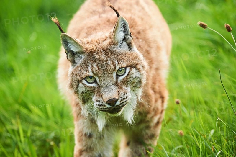 Eurasian lynx (Lynx lynx) walking through the grass, portrait, Wildpark Aurach, Kitzbühl, Tirol, Austria, Europe